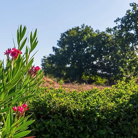 Quinta Do Chao Da Vinha مزرعة للإقامة