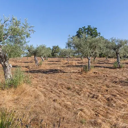 Quinta Do Chao Da Vinha Agroturismo